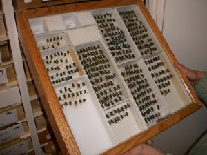 Entomology Museum Storage