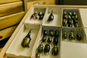 Entomology Museum Storage
