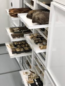 Zoology Museum Storage