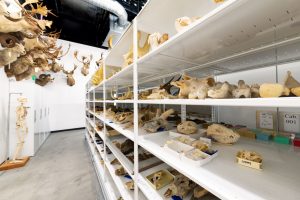 Open Shelving