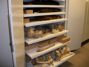 Zoology Museum Storage Cabinet