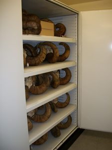 Zoology Museum Storage Cabinet