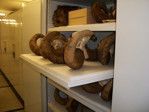 Zoology Museum Storage