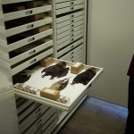 Zoology Museum Storage Cabinet