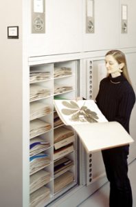 Herbarium Museum Storage Cabinet