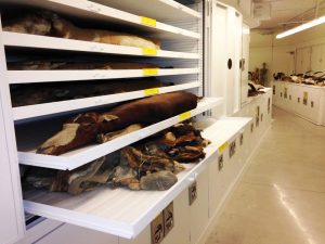 Zoology Museum Storage Cabinet