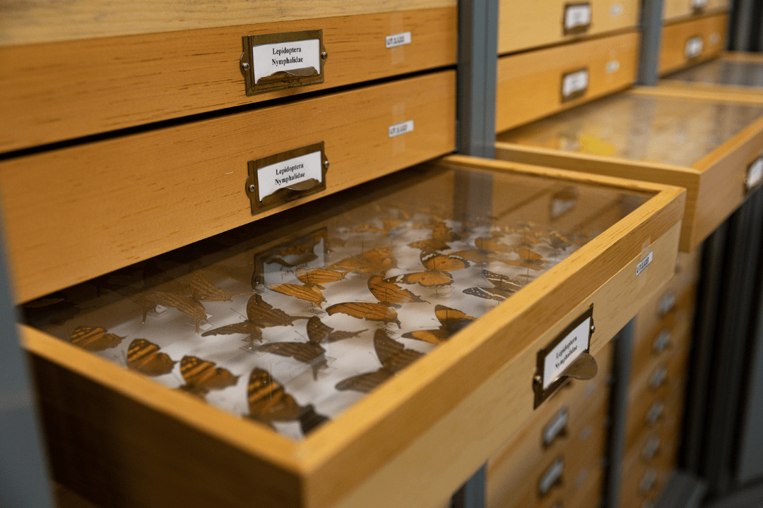Entomology Museum Storage Cabinets