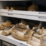 Paleontology Museum Storage Cabinets