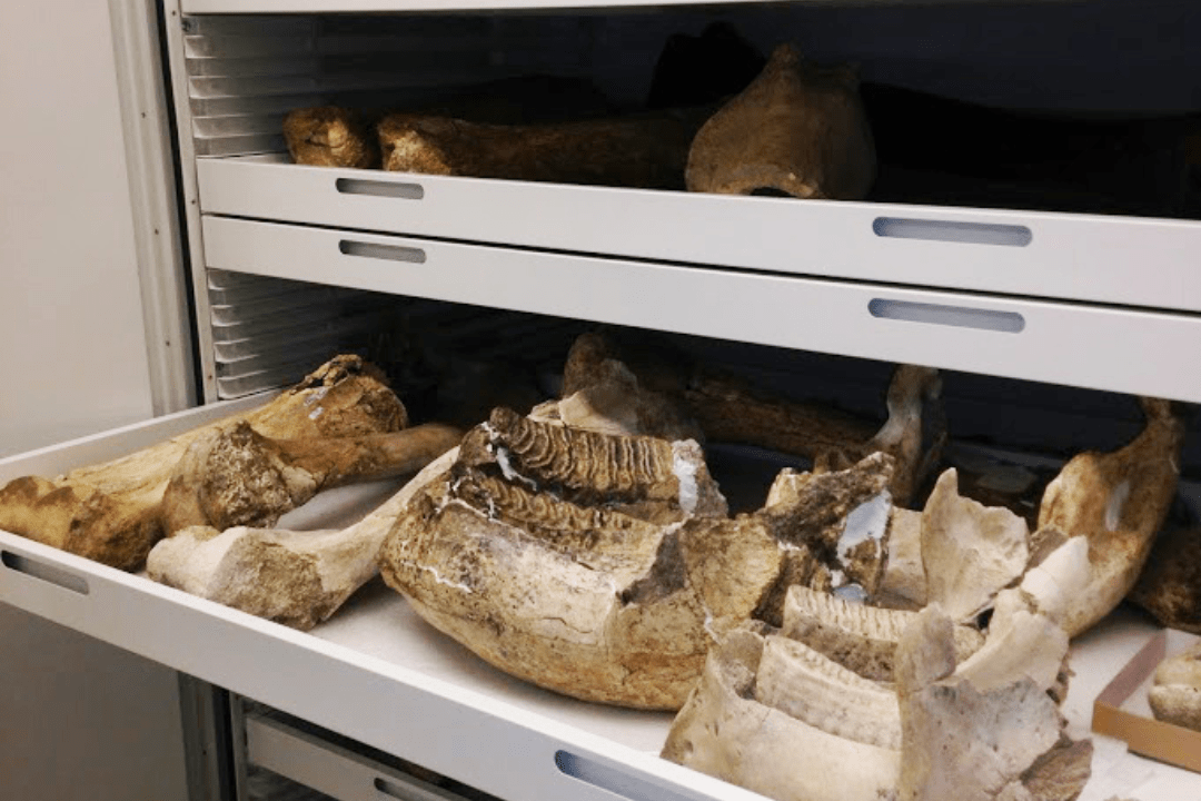 Paleontology Museum Storage Cabinets