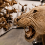 Zoology Museum Storage Cabinets